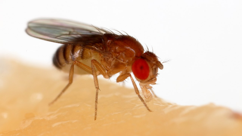 The Great Drain Fly Escape: Your Hilarious Guide to Kicking Out Those Pesky Invaders!